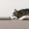 Gas Ducted Heating - Dog Alaskan Malamute, Bailey sleeping on duct vent and carpet