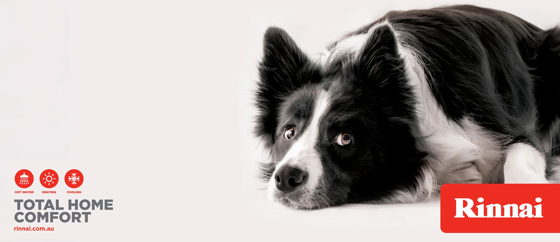 NEWS-Rinnai-Rinn-dog3-160520