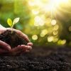 Close Up Plant in Female Hands. Care of the Environment. Ecology concept